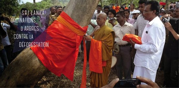 Premières « ordinations » d'arbres au Sri Lanka